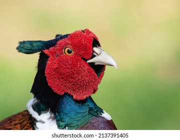 Exotic Game Pheasant Released For Hunting In Uk