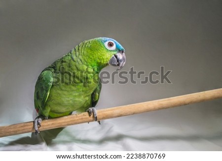 Exotic green parrot on a stick seeing in profile. White background