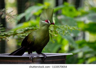 Exotic Green Turaco Bird