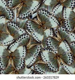 Exotic Grey and Pale Green Background made of Cambodian Junglequeen Butterflies in the greatest design and pattern