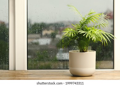 Exotic House Plant Near Window On Rainy Day. Space For Text