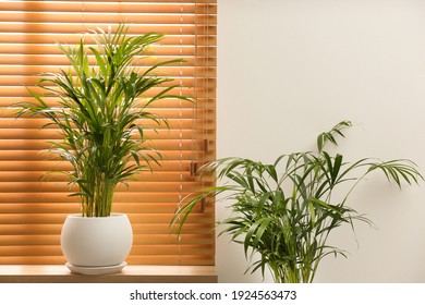 Exotic House Plants Near Window In Room