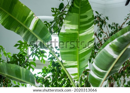 exotic houseplant, banana Musa Aeae white green striped leaves, variegated banana plant