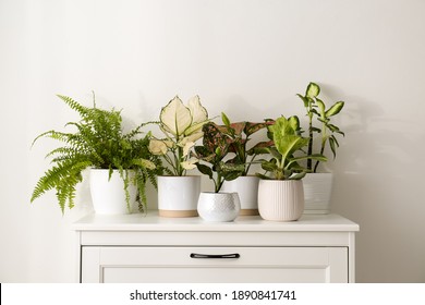 Exotic houseplants with beautiful leaves on chest of drawers at home