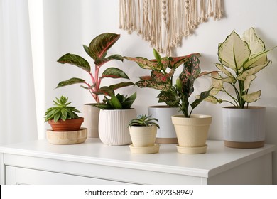 Exotic houseplants with beautiful leaves on chest of drawers at home