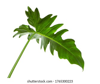 Exotic Hybrid Philodendron leaf, Green leaves of Philodendron isolated on white background, with clipping path