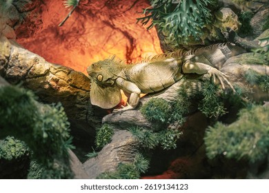 Exotic iguana reptile. Lizard reptile animal in Zoo tropical jungle. Rainforest lizard iguana  - Powered by Shutterstock - Get 15% off with code: PIKWIZARD15