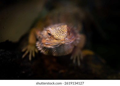 Exotic iguana reptile. Lizard reptile animal in Zoo tropical jungle. Rainforest lizard iguana  - Powered by Shutterstock - Get 15% off with code: PIKWIZARD15