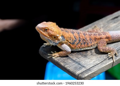 An Exotic Iguana Stays Still On The Wooden Table In The Weekend Reptile Show.