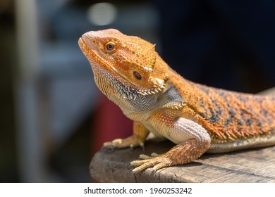 An Exotic Iguana Stays Still On The Wooden Table In The Weekend Reptile Show.