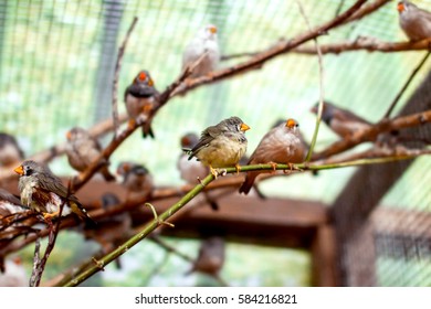 A Exotic Image Of A Flock Of Small Birds In The Aviary Beautiful