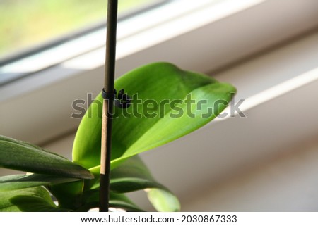 exotic indoor plant standing in window sill