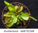 exotic insect-eating predator flower Venus flytrap dionaea isolated on black background.