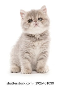 exotic kitten isolated on a white background - Shutterstock ID 1926431030