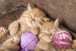 Exotic Kittens   Sleeping With A Ball Of Wool