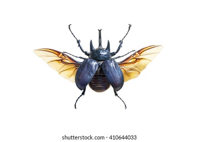 Exotic Large Beetle With Wings Isolated On White Background