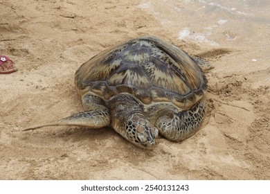 A exotic large sea turtle resting on the sandy beach - Powered by Shutterstock