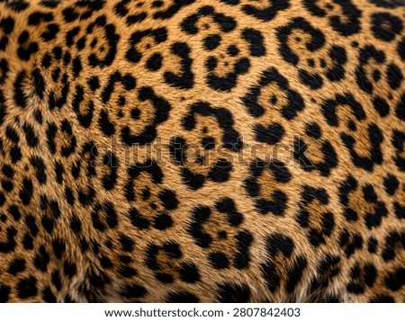 Exotic leopard rosette fur pattern, strikingly bold, wild, and richly textured natural animal print.