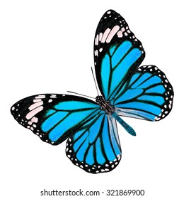 Exotic Light Blue Butterfly Wing Details Stock Photo 321869900 ...