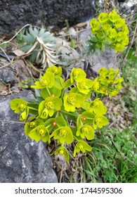 Exotic lime green mountain flowers.  Wildlife. Close-up.  Blurred background.