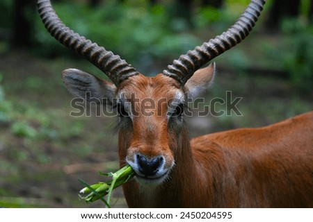 The exotic look of a Waterbuck deer with its beautiful horns