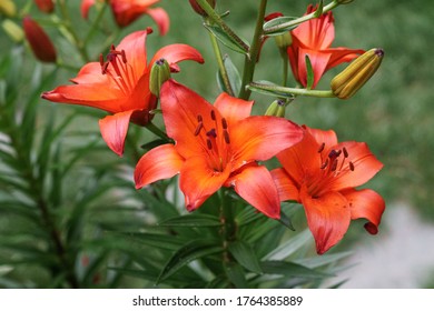 An exotic looking lily flower 