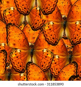 Exotic orange background made of the Common Yeoman butterfly (cirrochroa tyche) upper wing skin texture