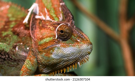 Exotic, Orange Chameleon, Natural Beauty