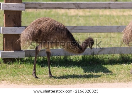 Exotic ostrich emo bird on a summer day
