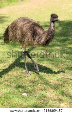 Exotic ostrich emu bird on a summer day