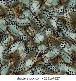 Exotic Pale Green and Grey Background made of Cambodian Junglequeen Butterflies in the greatest design and pattern