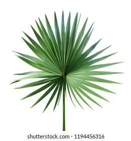 Single Green Palm Leaf Livistona Rotundifolia Stock Photo 113164681 ...