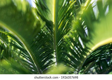 Exotic Palm Tree Body And Leaves Background, Close Up