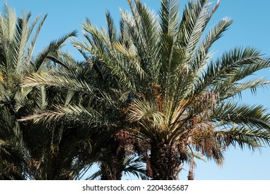 Exotic Palm Trees Against Blue Sky In The Wind On The Beach, Tropical Palms Background, Coconut Tree Plant In The Summer On The Island, Tropic Palms.