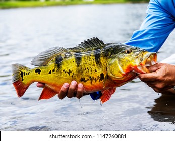 Exotic Peacock Bass