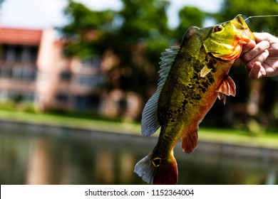 Exotic Peacock Bass