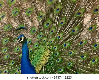 Exotic peacock with unique patterns similar to the human eye. 