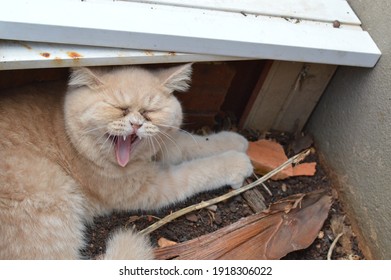 Exotic Persian Cat With A Sarcastic Smile
