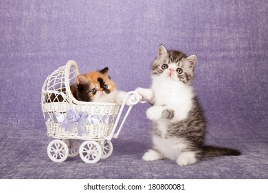 Imagenes Fotos De Stock Y Vectores Sobre Exotic Kittens