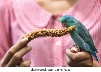 Exotic Pet, Cute Forpus Parrot Bird On Woman Hand With Millet Spray Feed, Forpus Parrot Is New Famous Tiny Bird Pet In Thailand