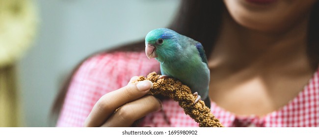 Exotic Pet, Cute Forpus Parrot Bird On Woman Hand With Millet Spray Feed, Forpus Parrot Is New Famous Tiny Bird Pet In Thailand