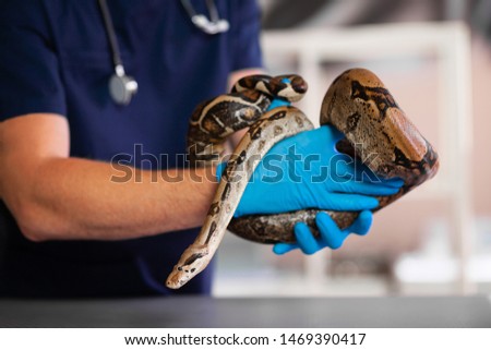 Exotic pet python examined by veterinarian in his hands.