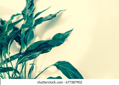 Exotic plants background