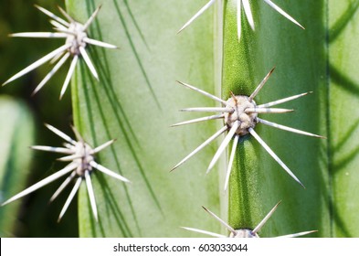 Exotic plants. Close-up of a prickly cactus