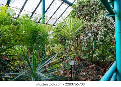 exotic plants grown in a large greenhouse of the botanical garden. construction of year-round operation, where scientific and educational work is carried out. - Shutterstock ID 2283765703