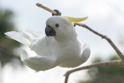 Exotic Portrait Of Cockatoo.