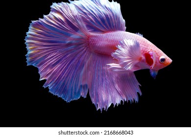 Exotic Purple Dumbo Ears Halfmoon Betta