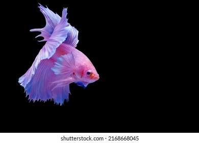 Exotic Purple Dumbo Ears Halfmoon Betta