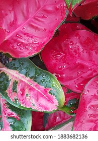 Exotic Red Aglaonema Commutatum Leaves