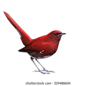 Exotic Red Bird With Tail Lift Isolated On White Background